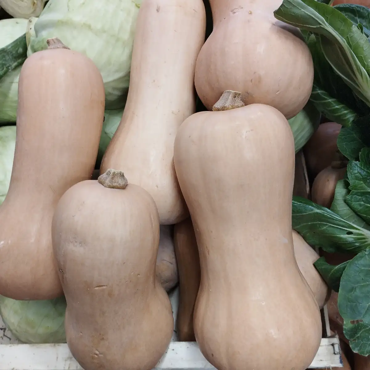 Courge butternut bio