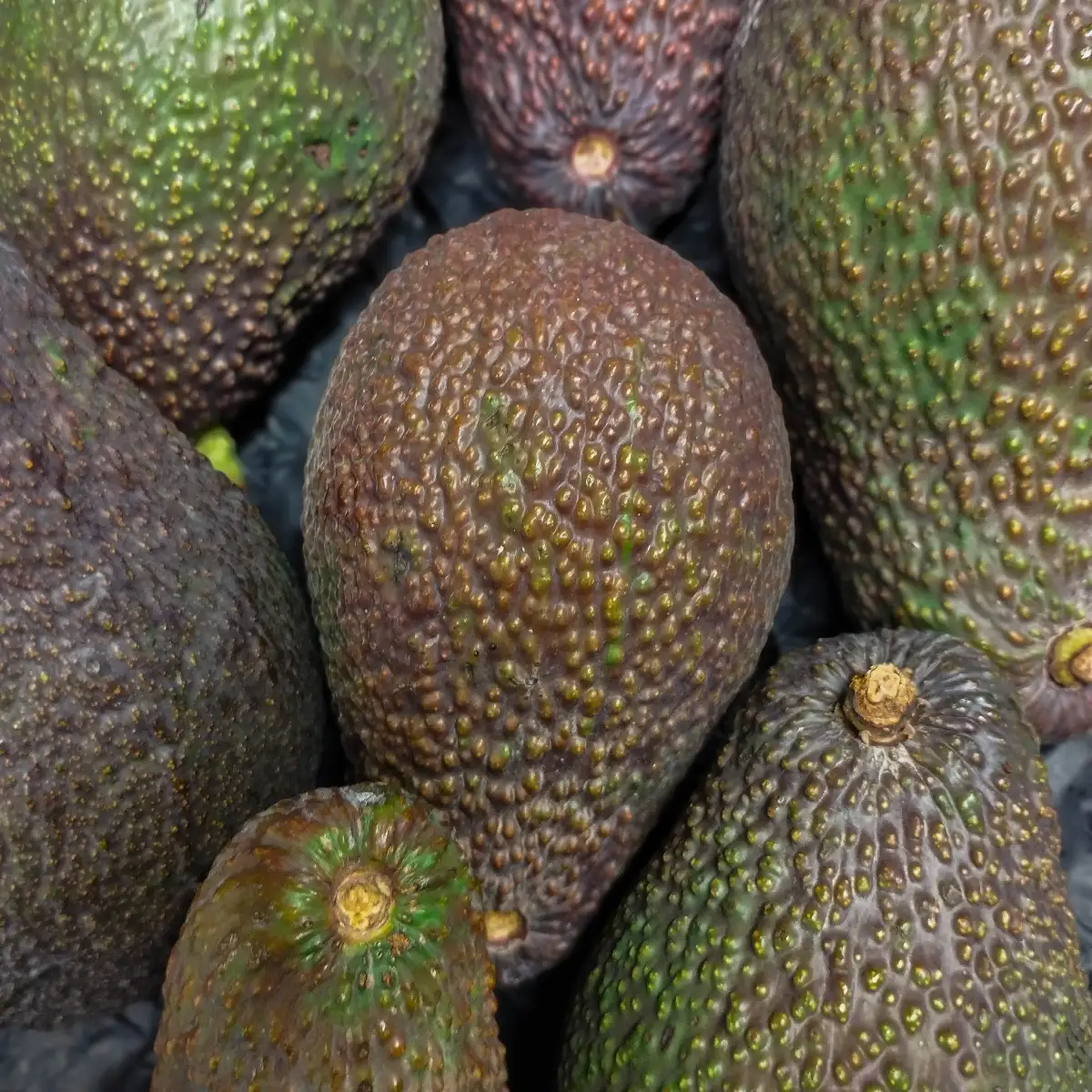 Avocat Hass à la pièce Bio