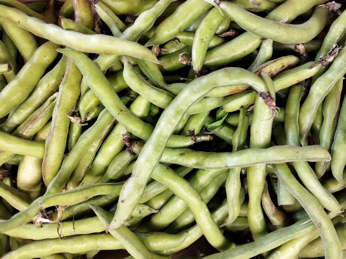 Fève bio