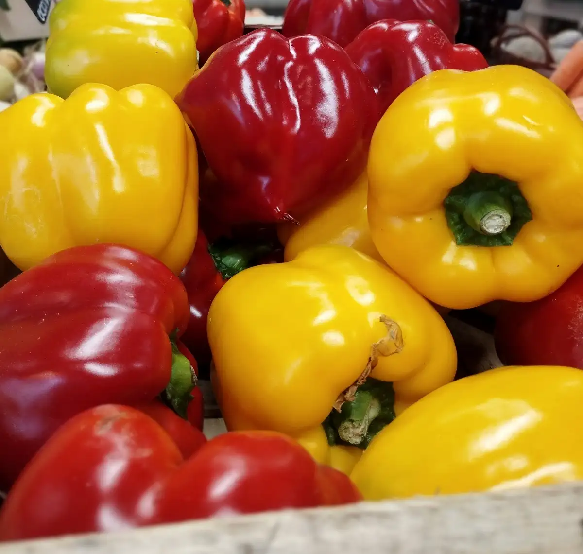 Poivron couleurs bio
