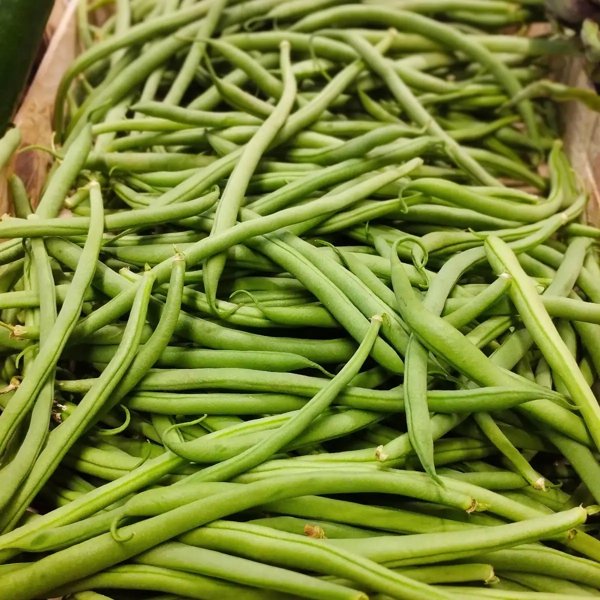 Haricots Verts Bio