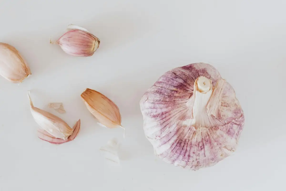 Ail frais violet bio