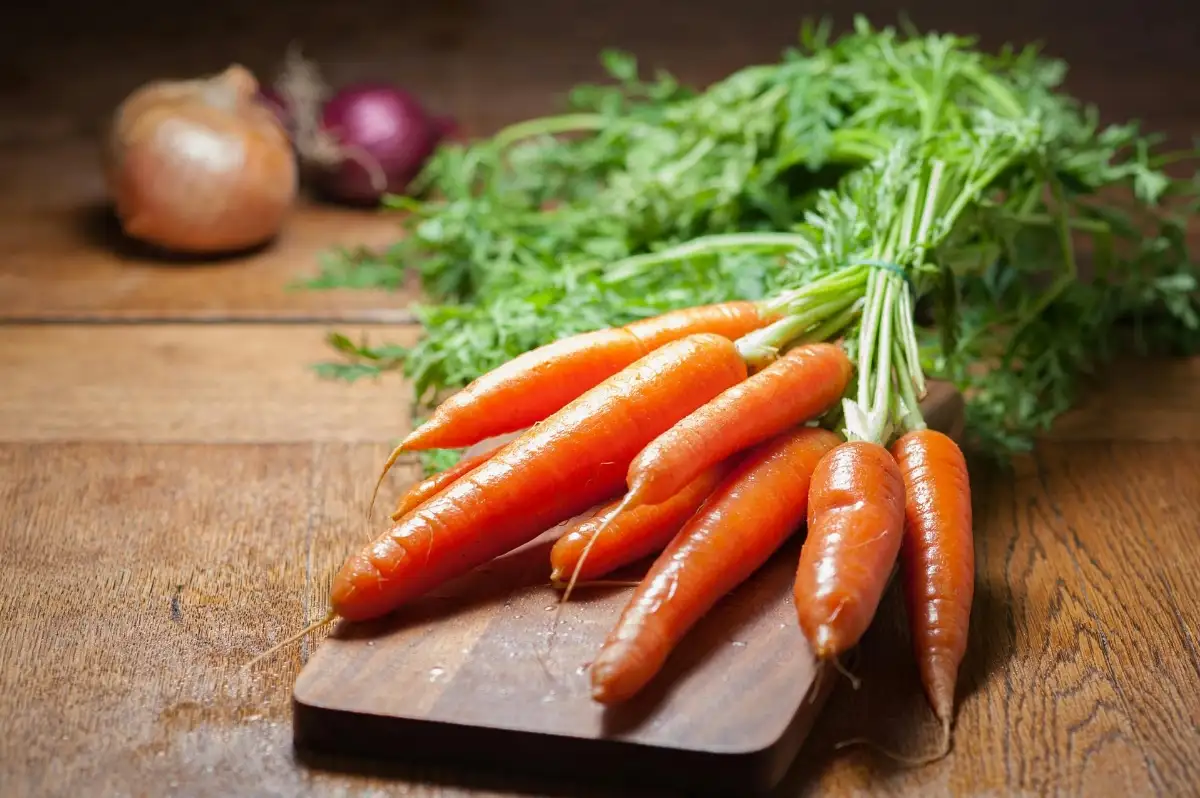 Carottes botte bio