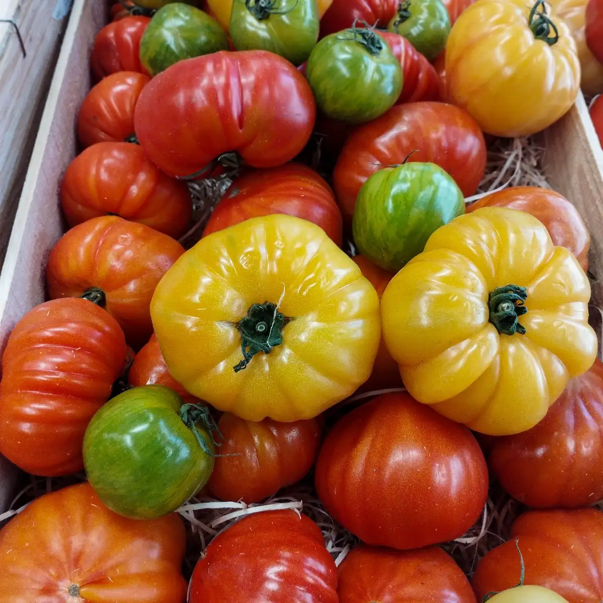 Tomates anciennes bio