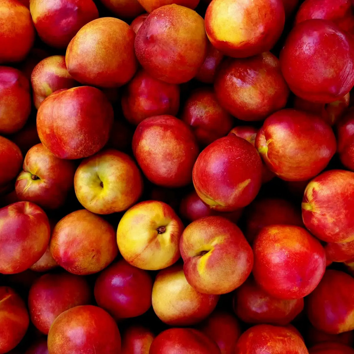 Nectarine jaune bio