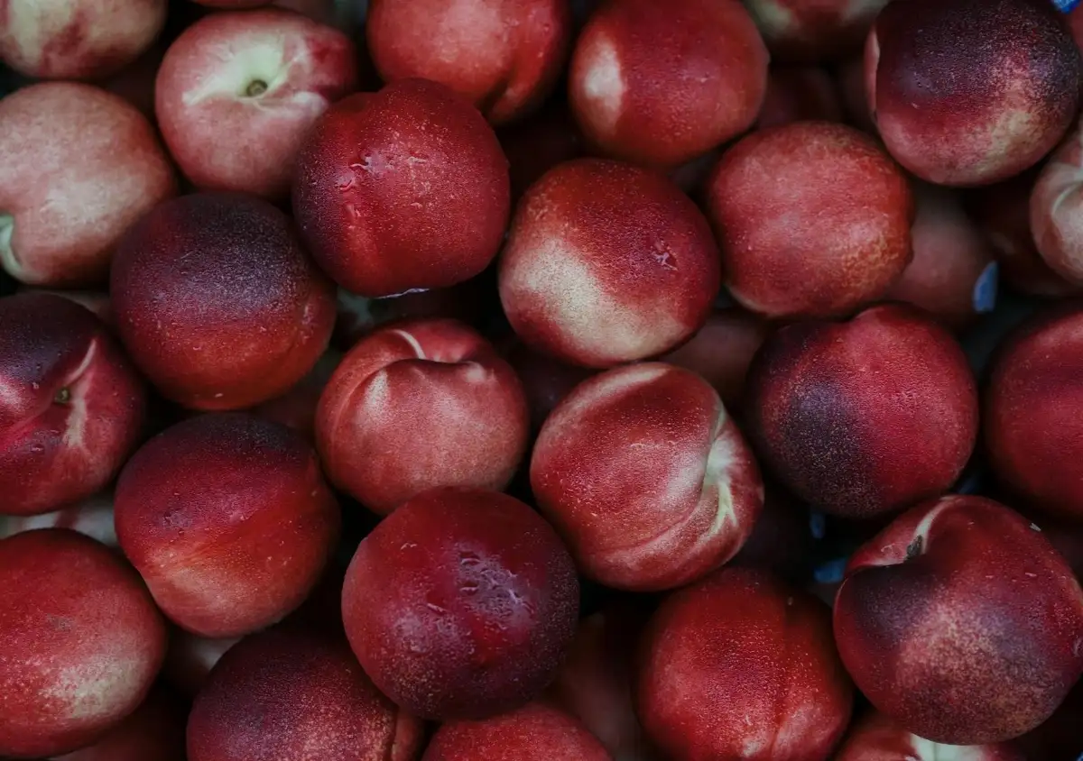 Nectarine blanche bio