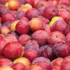 Prunes Obilnaya bio