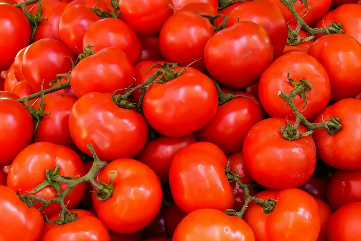 Tomate grappe bio