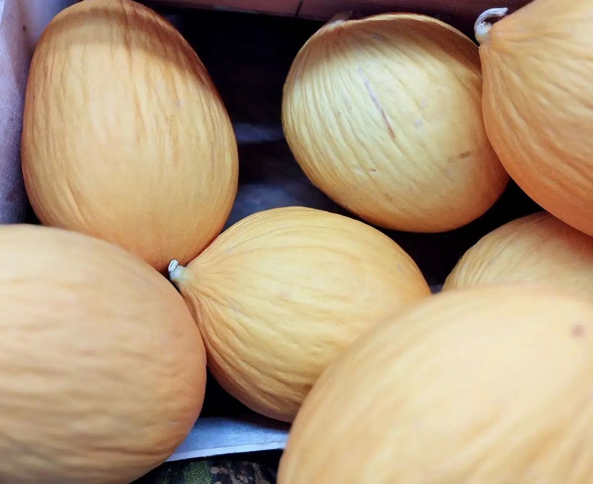 Melon Canari
