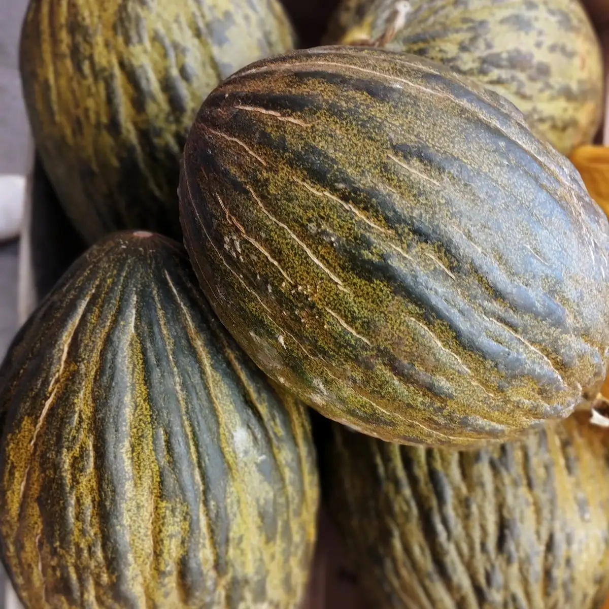 Melon Piel de Sapo bio