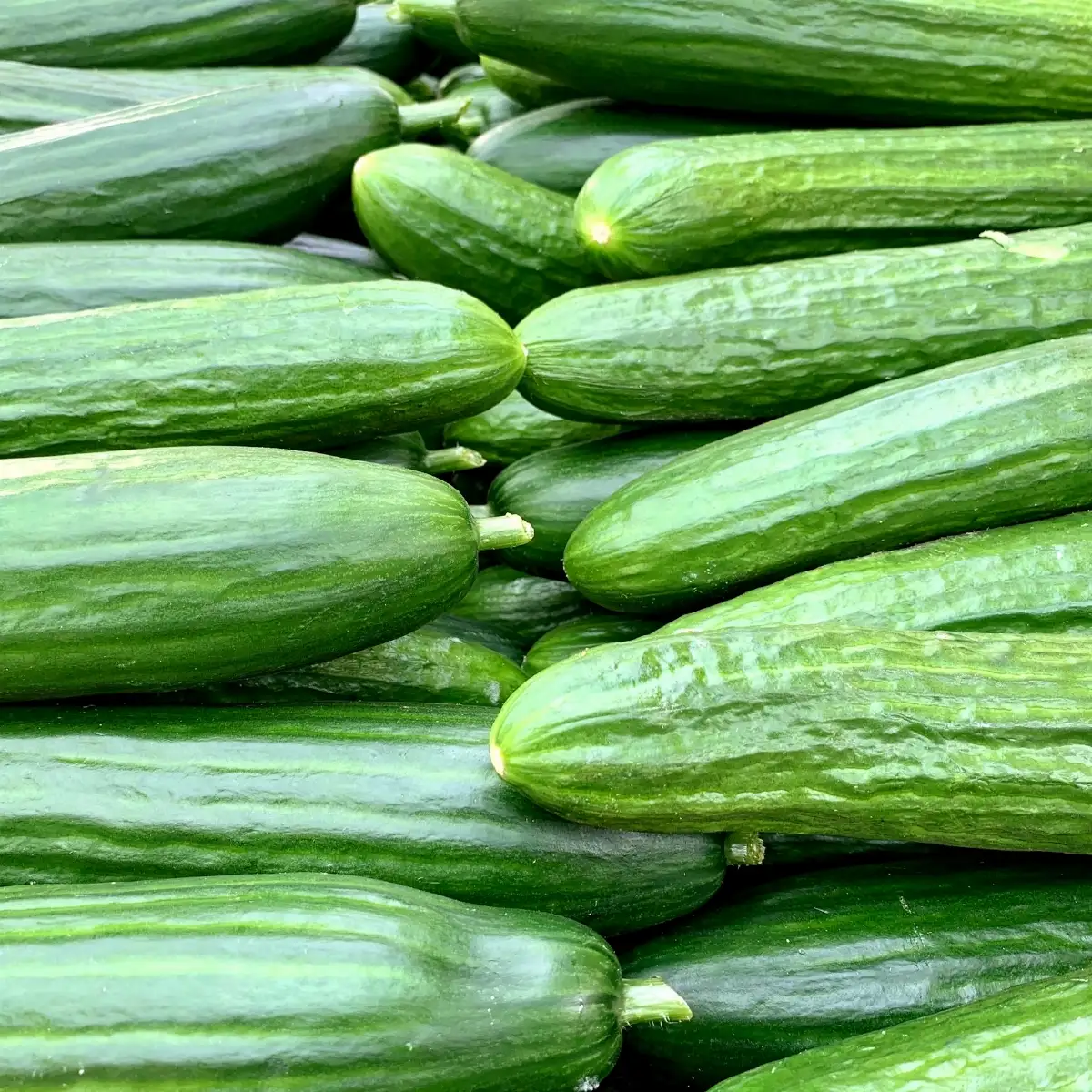 Concombre long bio