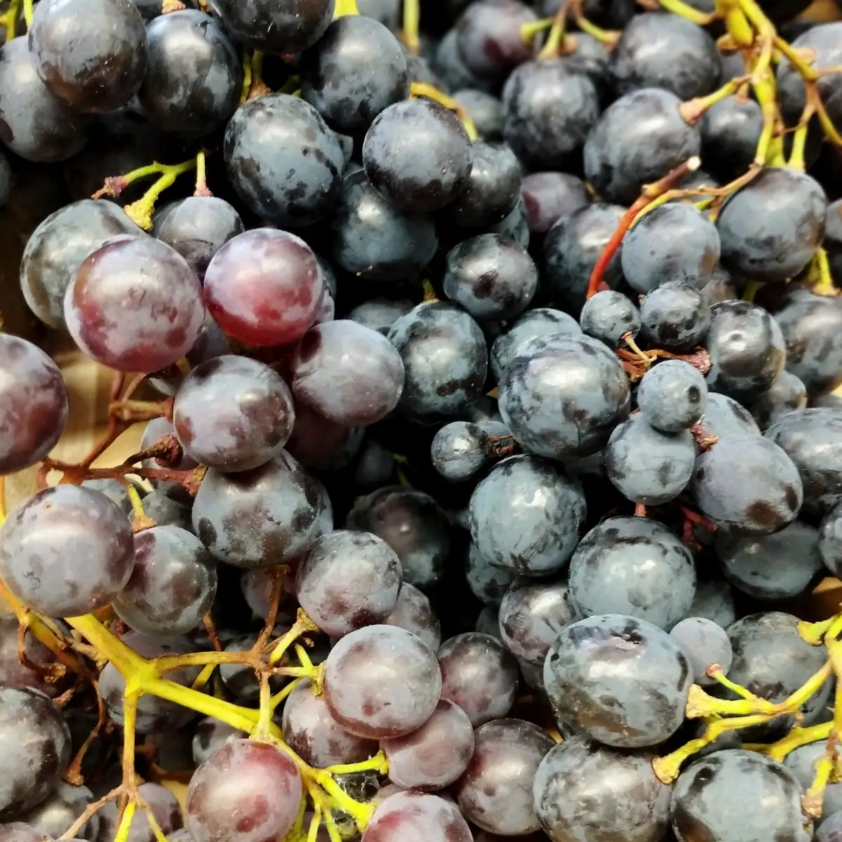 Raisin noir bio