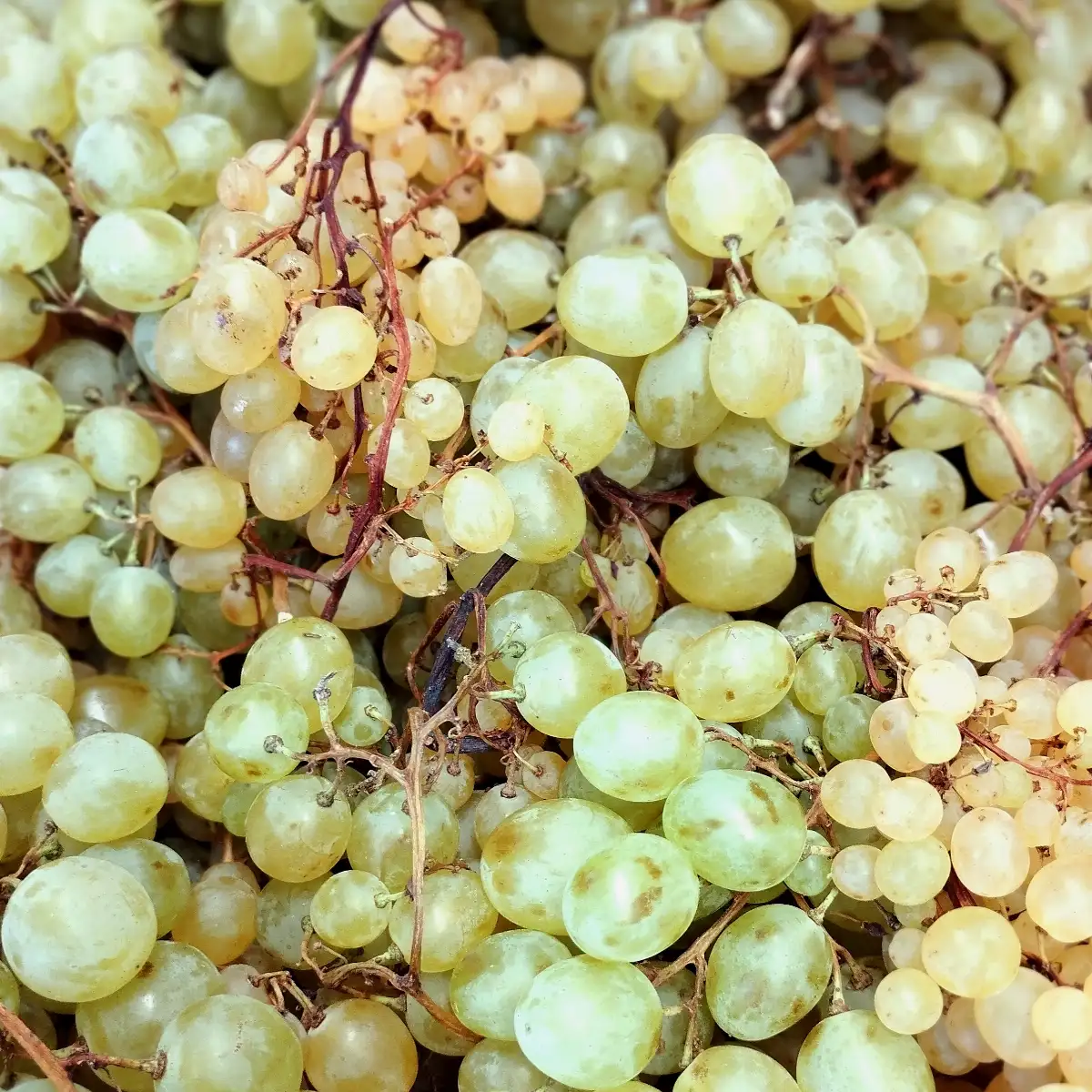 Raisin blanc bio