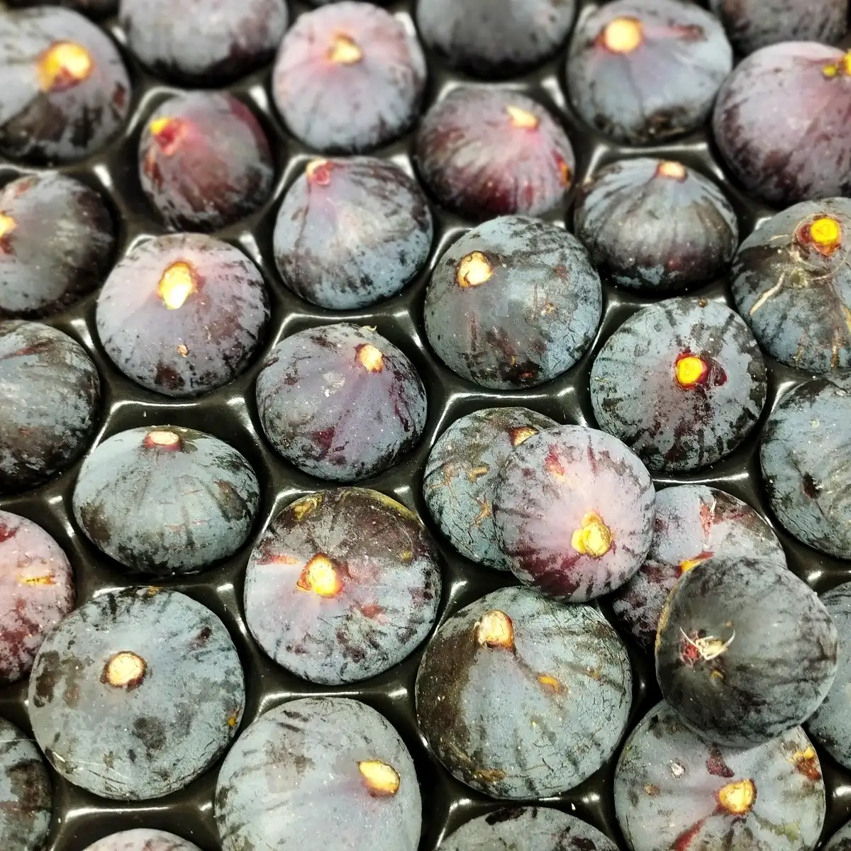 Figues noires Bourjassottes