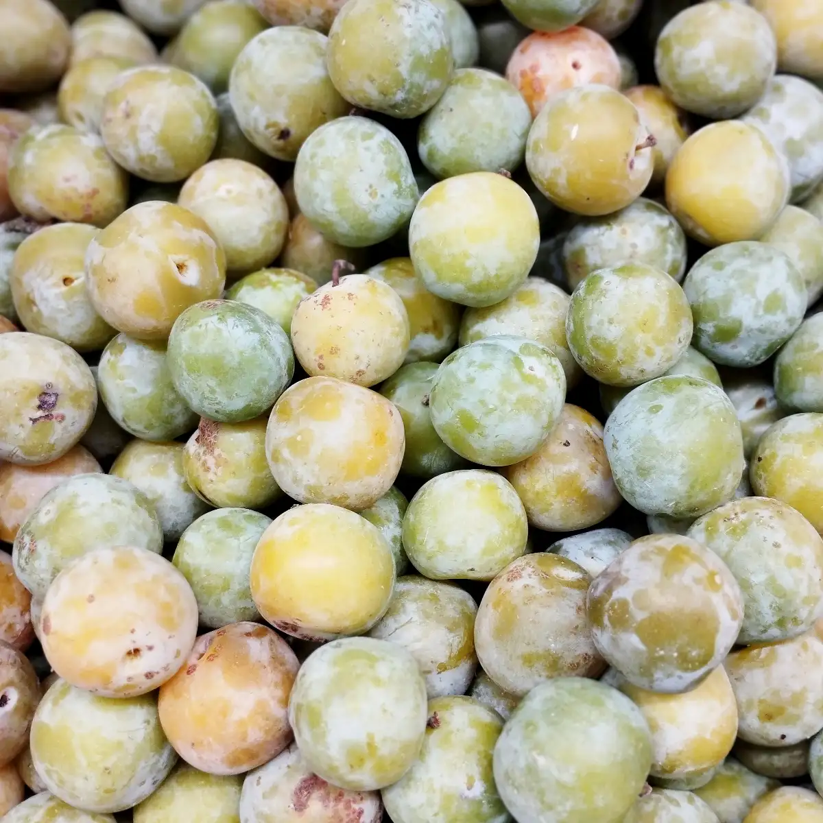 Prunes Reine Claude Bio