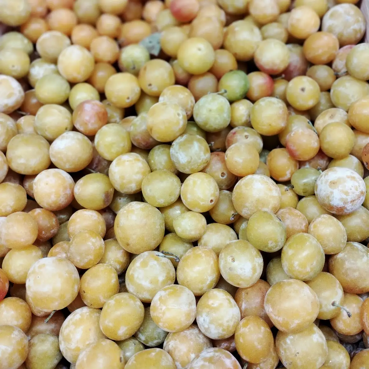 Prunes Mirabelle Bio