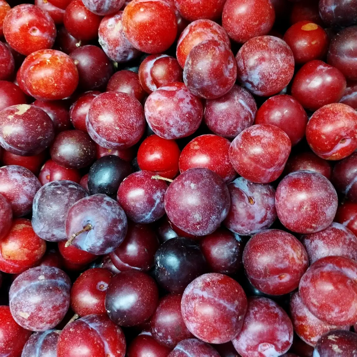 Prunes Florence bio