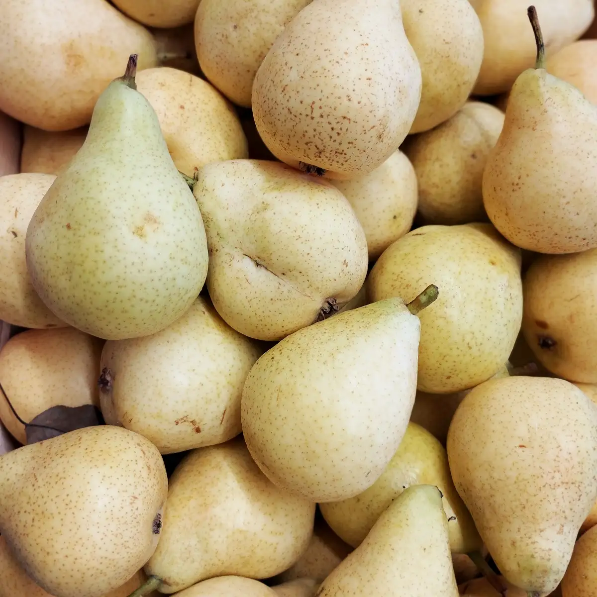 Poires diverses bio