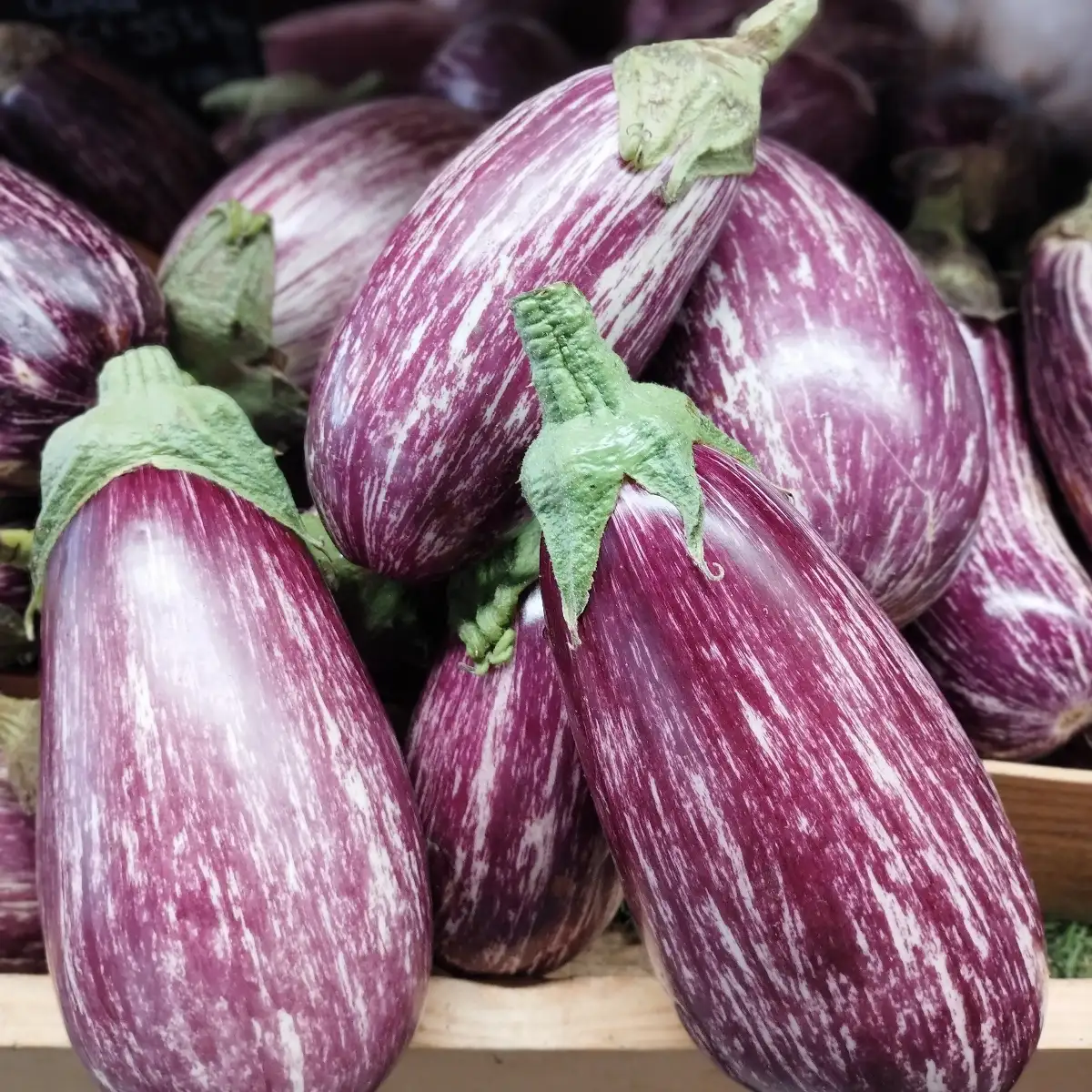 Aubergine Graffiti bio