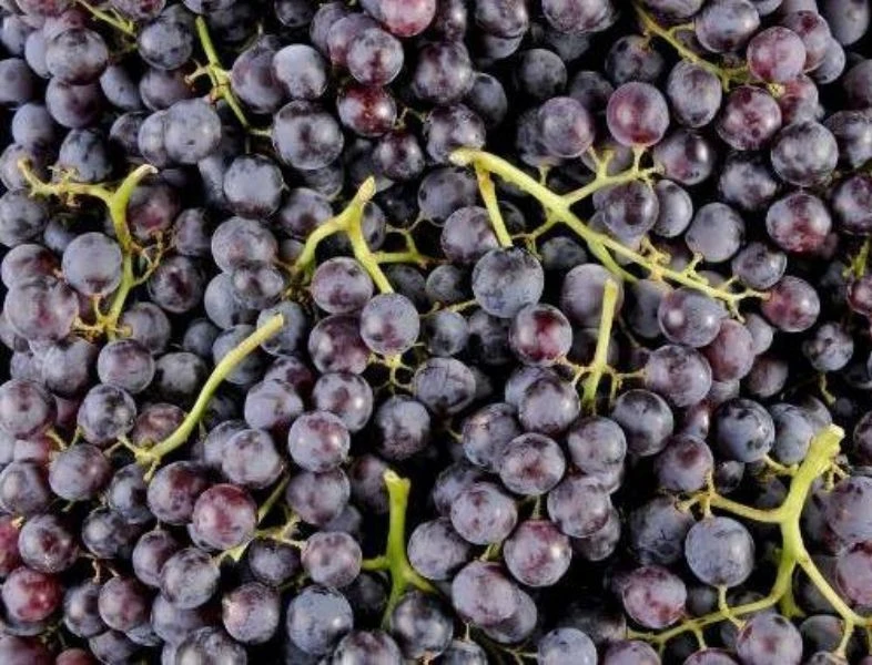 Raisin noir Muscat de Hambourg bio