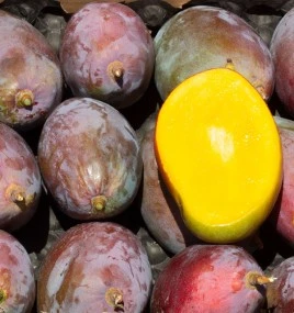 Mangue Osteen