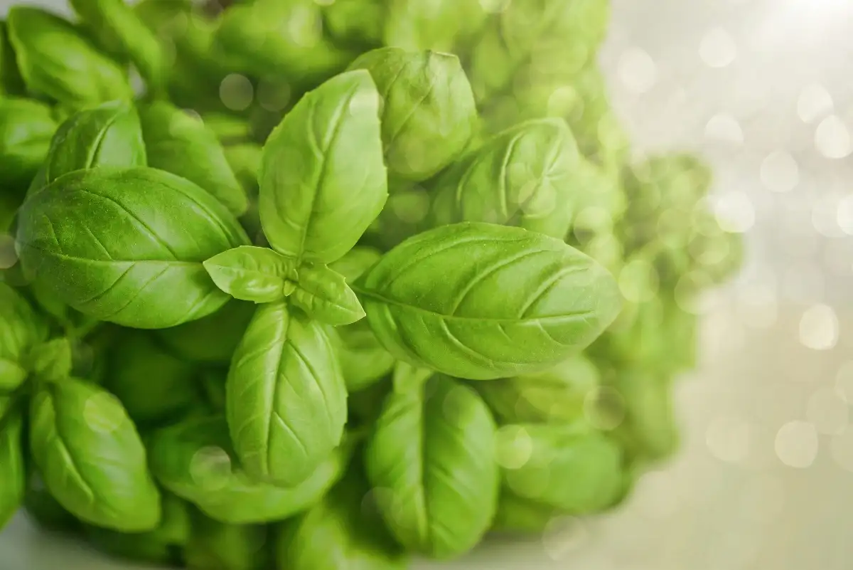 Basilic bio
