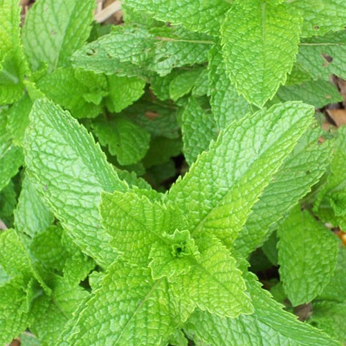 Menthe bio