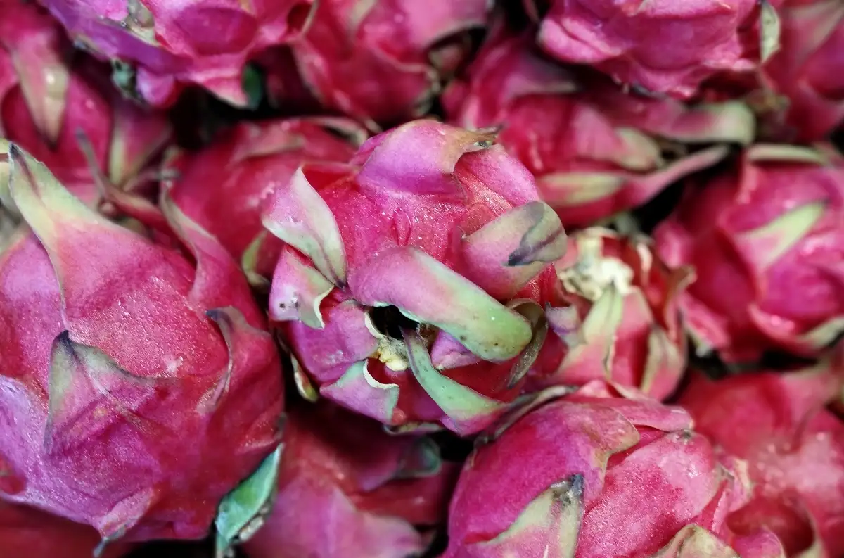 Pitaya ou Fruit du Dragon