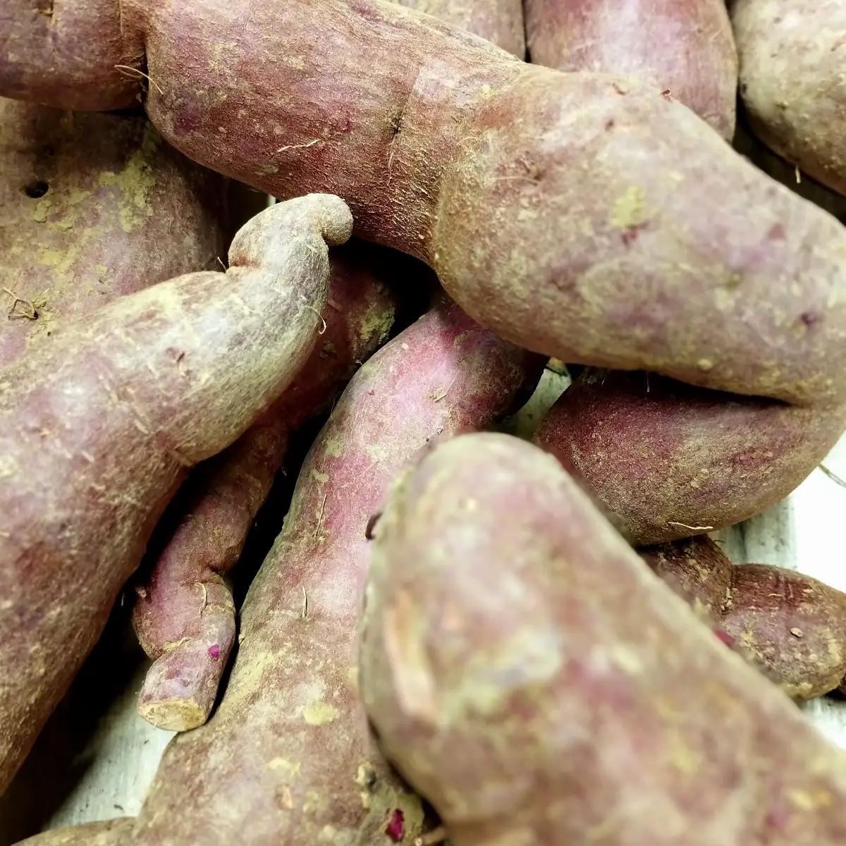 Patate douce à chair violette bio