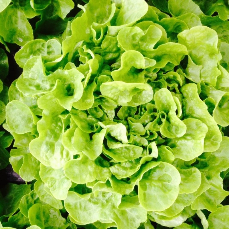 Salade feuille chêne blonde