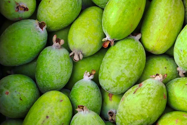 Feijoa bio