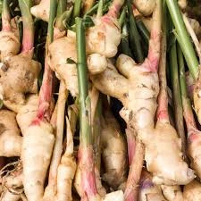 Gingembre frais racine bio