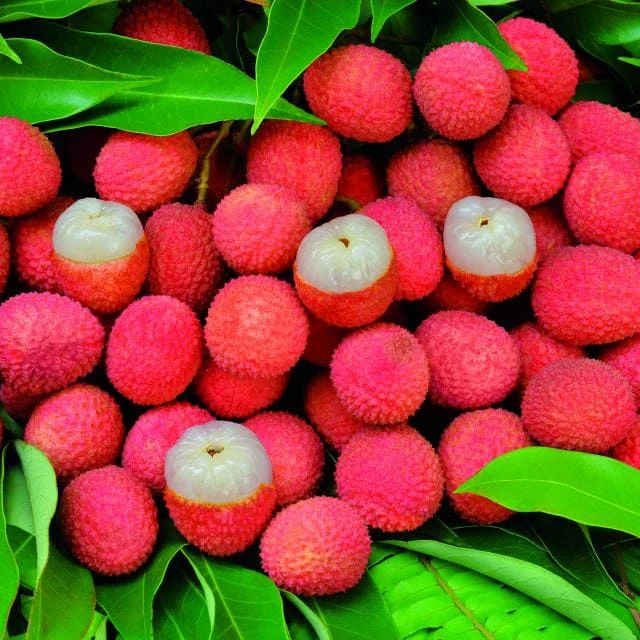 Litchi Bio